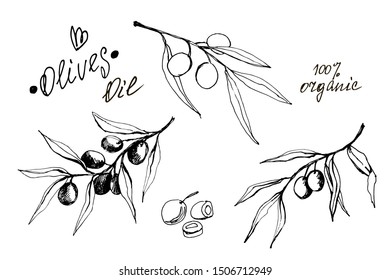 hand-drawn set of olives, branches and leaves in graphic style and the inscription for use in design, natural oil, Italian cuisine, packaging, postcards, food, for cosmetic products