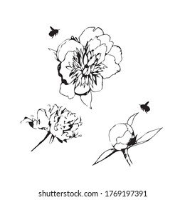 Montaje de flores de peonía dibujado a mano. Dibujo lineal de una peonía floreciente, peonía y hojas. Silhouette de una abeja de burbujas, blanca sobre negra