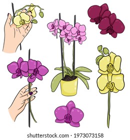 A hand-drawn set of phalaenopsis orchid flowers. An orchid in a pot. An orchid branch in a woman's hand. Vector botanical illustration for design.