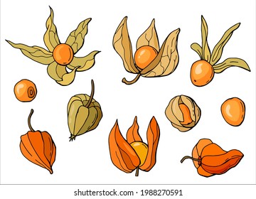 Hand-drawn set of physalis. White background, isolate. Vector illustration.