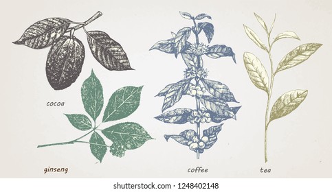 Hand-drawn set of plants: cocao, tea, coffe and ginseng. Vector