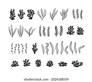 Hand-drawn set of seaweed and corals. Concept of ocean flora and fauna, marine and underwater life, summertime. Black and white vector illustration, isolated on white.