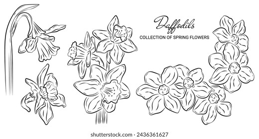 Hand-drawn set sketch of spring narcissus flowers in a doodle style. Vector templates daffodils with a transparent background or on a white backdrop for invitations, prints, and design projects.