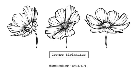 Hand-drawn set of three pink Cosmos bipinnatus flowers. Different perspective isolated on white background..Idea for business visit card, typography vector,print for t-shirt. Ornamental garden plant 