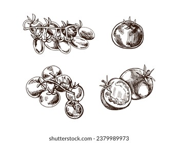 A hand-drawn set of tomatoes in sketch style. Vector  vegetables. Vintage doodle illustration. Sketch for cafe menus and labels. The engraved image. Harvesting.