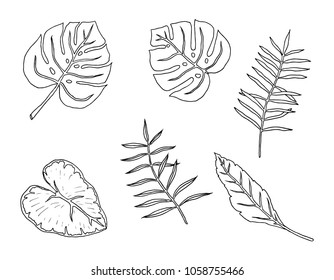 Vector Hand Drawn Tropical Plants Tropical Stock Vector (Royalty Free ...