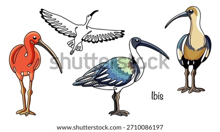 A hand-drawn set of various ibises. Graceful wading birds with long legs and down-curved bills. Beautiful birds with a variety of vibrant plumage patterns. Vector illustration.