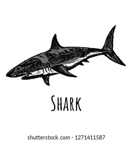 Hand-drawn shark. Isolated object on a white background. Vector illustration.