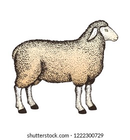 Hand-drawn sheep. Idea of illustration for book on biology. Vector.