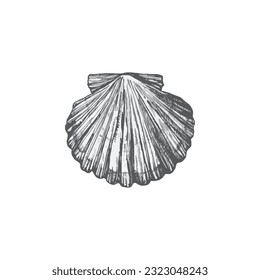 Handdrawn shell illustration, Shell drawing, sea element, ocean, water, seashell
