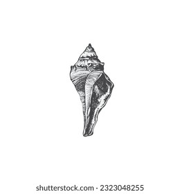 Handdrawn shell illustration, Shell drawing, sea element, ocean, water, seashell