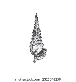 Handdrawn shell illustration, Shell drawing, sea element, ocean, water, seashell