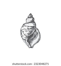 Handdrawn shell illustration, Shell drawing, sea element, ocean, water, seashell