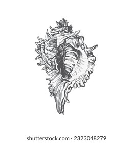 Handdrawn shell illustration, Shell drawing, sea element, ocean, water, seashell