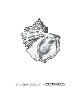 Handdrawn shell illustration, Shell drawing, sea element, ocean, water, seashell