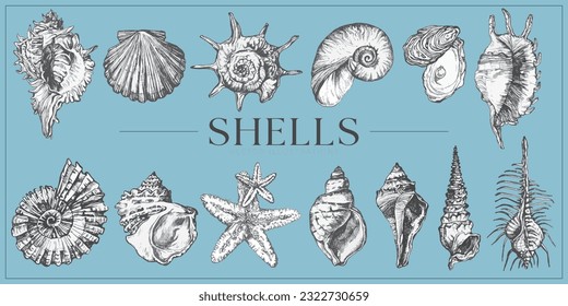 Handdrawn Shells illustrations, shells drawing, sea elements, ocean, sea, water, collection, set