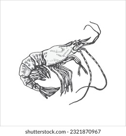 Handdrawn shrimp illustration, shrimp drawing, artwork, sushi, fish, design, sea animal