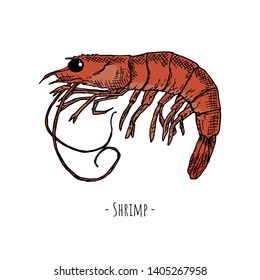 Hand-drawn shrimp. Isolated object on a white background. Vector cartoon illustration.