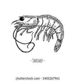 Hand-drawn shrimp. Isolated object on a white background. Vector cartoon illustration.