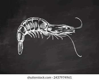 Hand-drawn shrimp, prawn. Vector sketch illustration  on chalkboard background. Sea collection. Engraved illustrations isolated on white background.