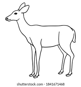 Biche Dessin Hd Stock Images Shutterstock