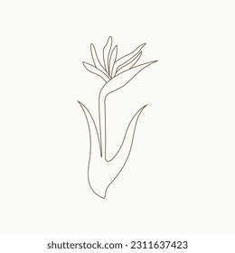 Hand-drawn simple essential flower outline illustration vector