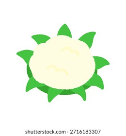 Hand-drawn simple icon illustration: Cauliflower