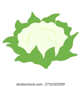 Hand-drawn simple icon illustration: Cauliflower