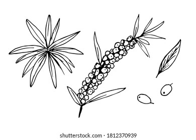 Dibujo simple de tinta vectorial dibujado a mano. Un conjunto de bayas de espinas marinas se ramifican, hojas. Borde negro sobre fondo blanco. Medicinal, útil planta, etiqueta, embalaje.