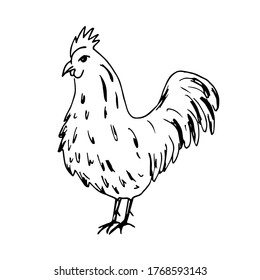 Hand-drawn simple ink vector sketch. Black-white rooster isolated on a white background. Poultry, farm animals.