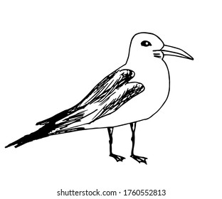 Hand-drawn simple vector drawing in black outline. Side view seagull bird in a standing pose isolated on a white background. Nature, coast, ornithology.
