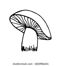 Hand-drawn simple vector drawing in black outline. Edible mushroom isolated on white background. Forest plant, ingredient, recipe, menu. Kitchen design, coloring book.