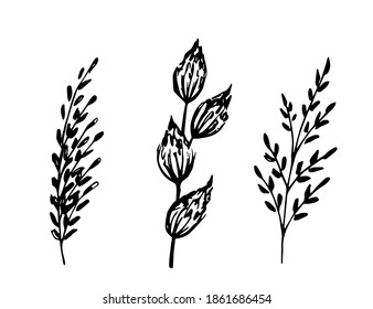 Hand-drawn simple vector drawing in black outline. Set of field herbs, inflorescences, meadow flowers, plant branches. Nature, twigs for decoration, creating a pattern.