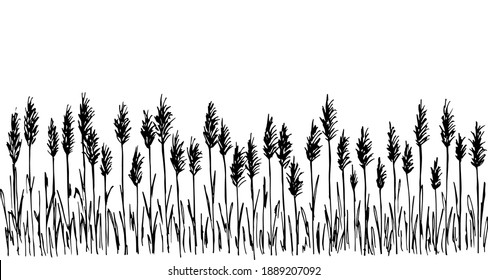 Dibujo de vector simple dibujado a mano en contorno negro. La estepa silvestre pampas pasto, cañas, inflorescencias de panícula. Naturaleza, paisaje. Esbozo de tinta, pancarta larga.