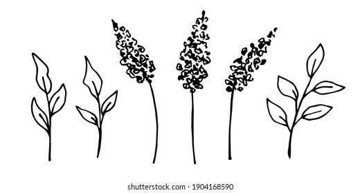 Hand-drawn simple vector drawing in black outline. Set of lilac branches, foliage, inflorescences, leaves. Spring flowers, bush. Floral elements for decorating postcards, products, creating a pattern.