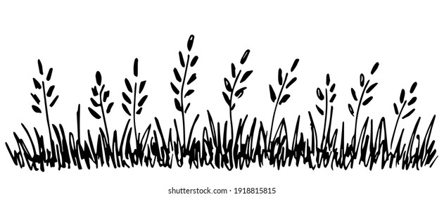 Hand-drawn simple vector drawing in black outline. Wild meadow grasses, wildflowers, spikelets, inflorescences. Lawn, herbal plants, banner.