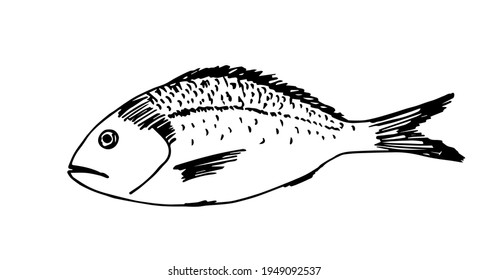 Hand-drawn simple vector drawing in black outline in doodle style. Dorado sea fish isolated on white background. Fresh food, fishing. Cooking Mediterranean dish. For label prints, menus, recipes.