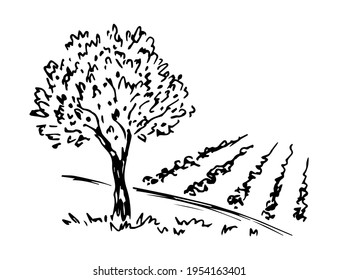 Hand-drawn simple vector drawing in black outline. Olive tree harvesting. Growing organic products. Orchard, farm fields, nature, landscape.