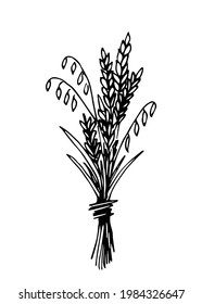 Hand-drawn simple vector drawing in black outline. A bunch of ears, grain crops. Autumn bouquet of spikelets. Seasonal harvest.