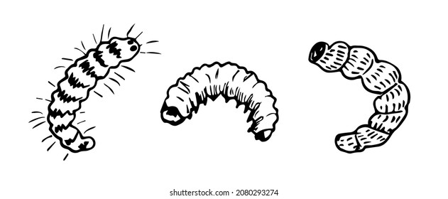 Hand-drawn simple vector drawing in black outline. Insect pest, caterpillar, larvae isolated on white background. Wildlife element. Ink sketch set.