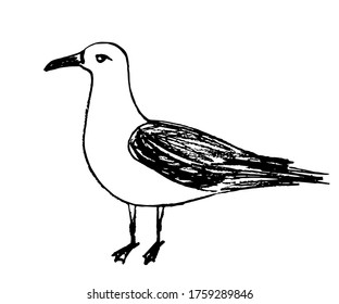 Hand-drawn simple vector drawing of charcoal pencil. Side view seagull bird in a standing pose isolated on a white background. Nature, coast, ornithology.