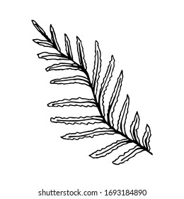 Hand-drawn simple vector illustration in black outline. Branch fern, algae, forest plant, grass. Element of nature, vegetation, leaf.