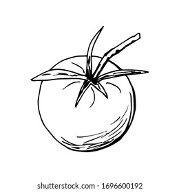 Hand-drawn simple vector illustration with black outline. Tomato, fresh organic vegetables, farm products, cultivation, summer harvest. For ketchup labels, salad ingredient, recipe, market, products.
