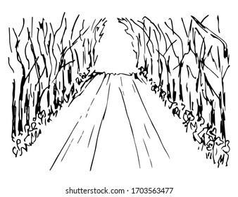 Hand  drawn simple vector illustration in black outline  Empty road  path  walk in the park  perspective  alley trees  forest wilds  tunnel  light at the end  Sketch in ink 