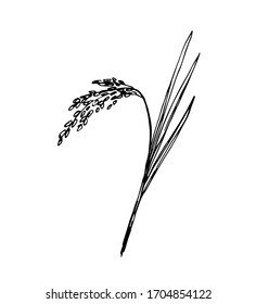Hand-drawn simple vector illustration in black outline. Spikelet of rice, cereal, organic plant cultivation, seasonal harvest agriculture. Food, bread, flour. For labels, shop, market.