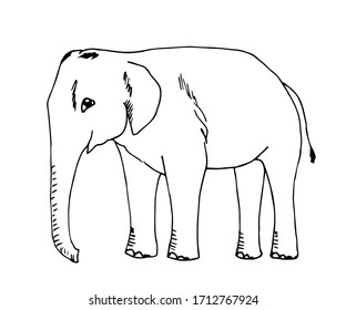 Hand-drawn simple vector illustration in black outline. Big elephant in full growth side view. Wild animal, jungle, safari, zoo, nature. Sketch in ink.