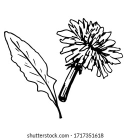 Hand-drawn simple vector illustration in black outline. Early spring dandelion flower, leaf isolated on a white background. Medicinal plant, taraxacum officinale.