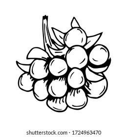 Hand-drawn simple vector illustration with black outline. Forest wild rubus saxatilis, stone berry isolated on a white background. For prints, label, sticker.