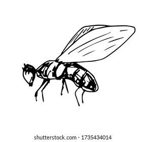 Ilustración vectorial simple dibujada a mano con contorno negro. Insectos, mosca, abejas aisladas en un fondo blanco. Elemento de la vida salvaje.