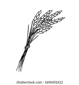 Hand-drawn simple vector sketch in black outline. A bunch of spikelets of wheat, cereals, the cultivation of organic plants, agriculture, seasonal crops. Food, bread, flour. For labels, logo, market.